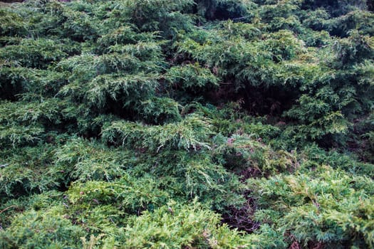 Branches of juniper, the evergreen coniferous plant with scale-like leaves.