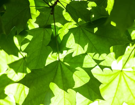 Bright green leaves of the maple tree in the sunshine.