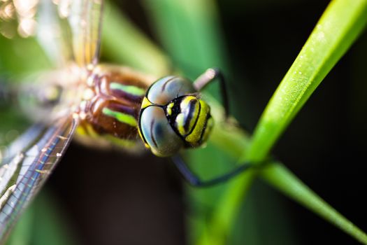 Closeup of the dragonfly sitting on the green grass