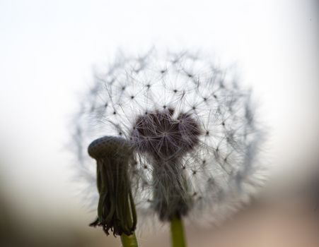 Two dandelion flowers: one without seeds and another with globular head of seeds.