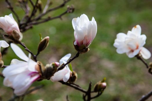 White flowers of the magnolia tree in early spring.