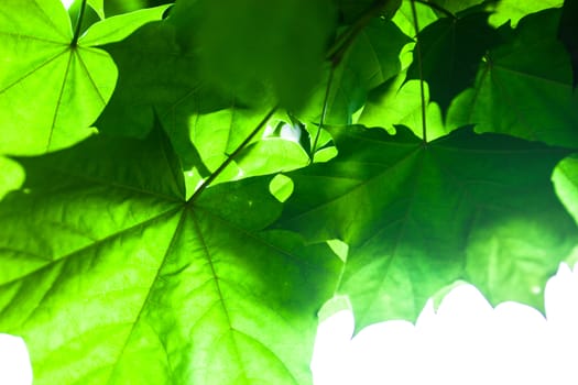 Bright green leaves of the maple tree in the sunshine.