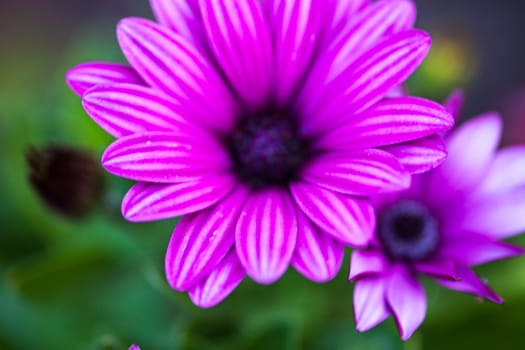 Close up of the purple osteospermum flower.