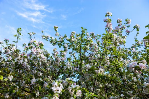 Blooming branches of the apple tree against the blue sky background.