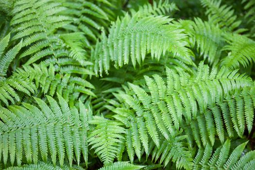 Beautiful green fern stems and leaves (Pteridophyta)