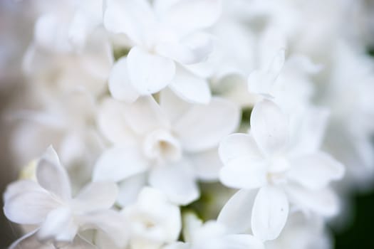 Closeup of beautiful and delicate spring lilac flowers 
