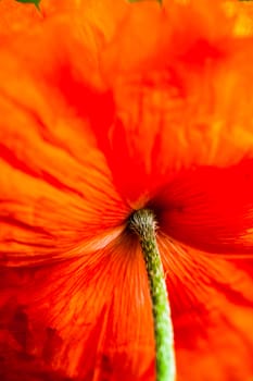 Closeup of the blooming red poppy flower.