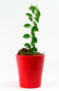 Young seedling in a clay pot red, which is in search of the light curve.