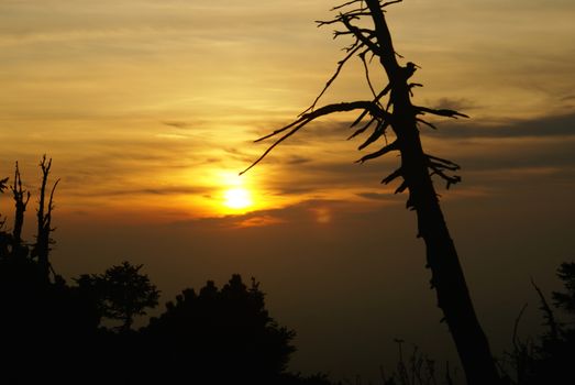 Ghostly dead tree with red sunset