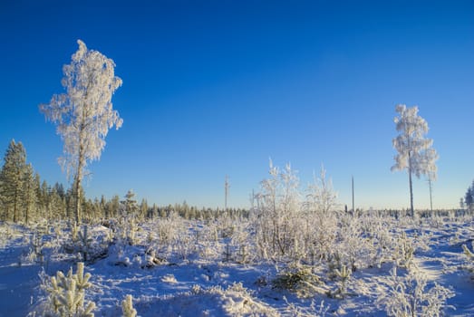 Picturesque view of trees of all sizes covered in snow in a winter country             