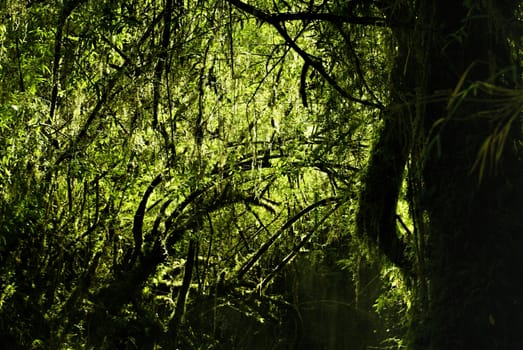 Picturesque view of forest plunged into darkness by dense branches in Alerce Andino national park                    