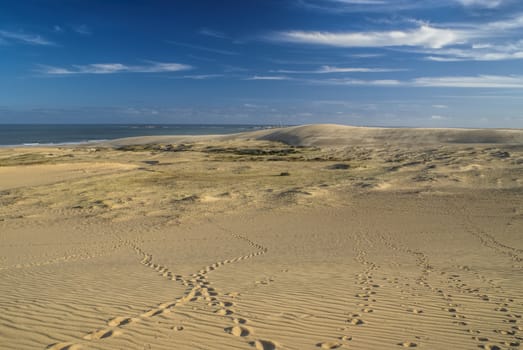 Sand dunes on the atlantic coast near Cabo Polonio in Uruguay, south America                 