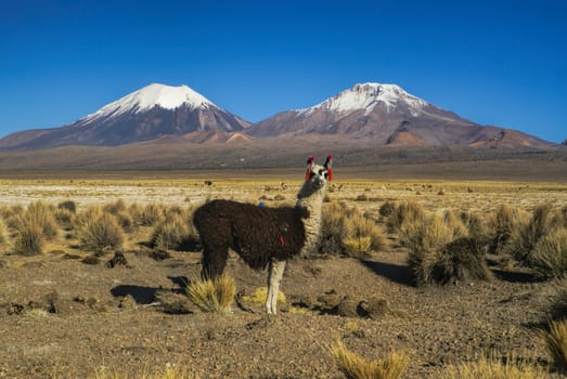 Cute llama in bolivian Sajama national park with scenic volcanoes Paranicota and Pomerape in the background