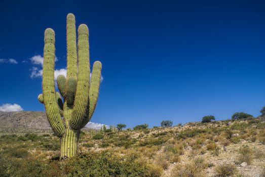 Large cactus dominating landscape in Argentina, South America      
