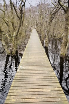 Pond on North Frisian Island Amrum in Germany