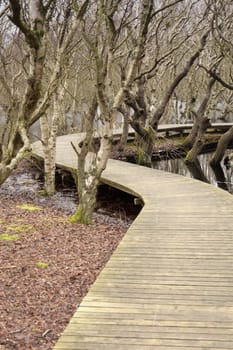 Pond on North Frisian Island Amrum in Germany