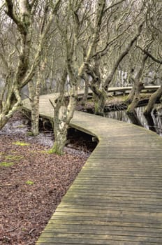 Pond on North Frisian Island Amrum in Germany