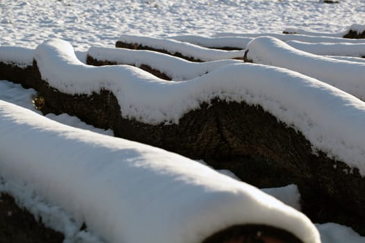 Felled trees in winter