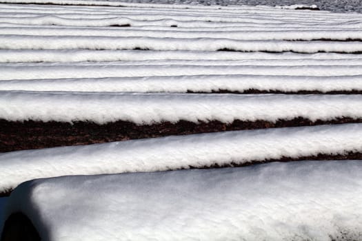 Felled trees in winter