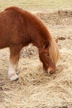 Horse on a Meadow on Amrum in Germany