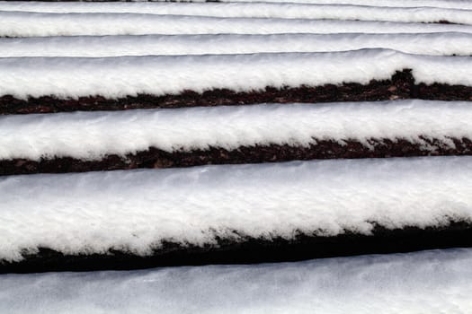 Felled trees in winter