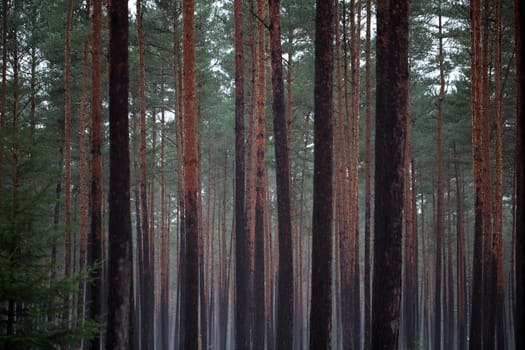 Foggy winter forest