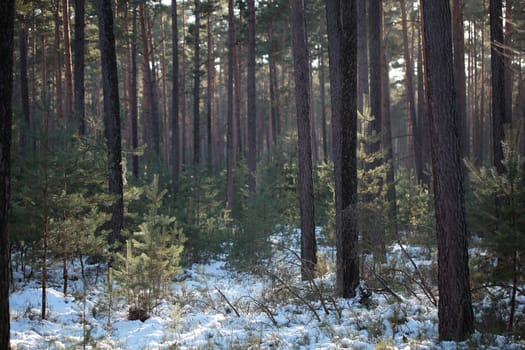 Foggy winter forest