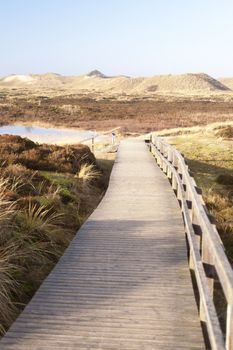 Dunes on the North Frisian Island Amrum in Germany