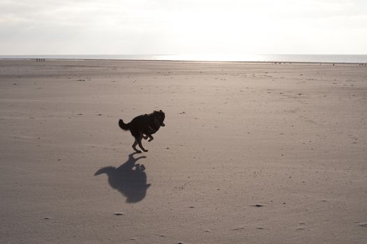 Dog on the Beach of the North Frisian Island Amrum in Germany