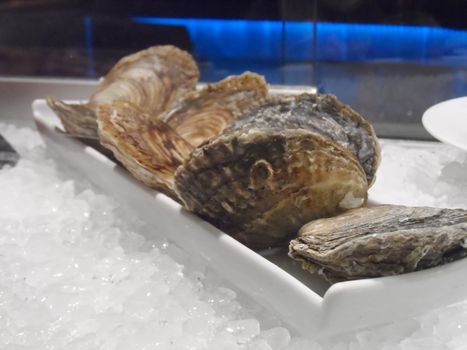 Closed oysters on ice.