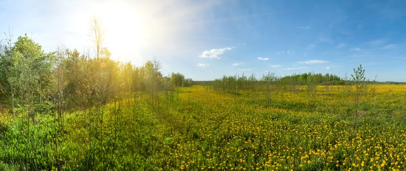 panorama of green spring blossoming field with dandelions and blue sky