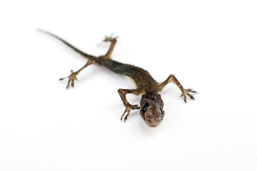 dead body of house lizard isolated on white background
