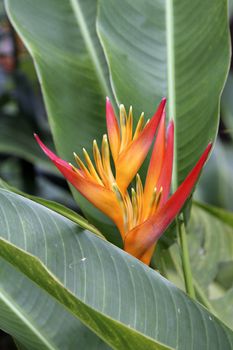 Heliconia flower on yellow and red over a green background