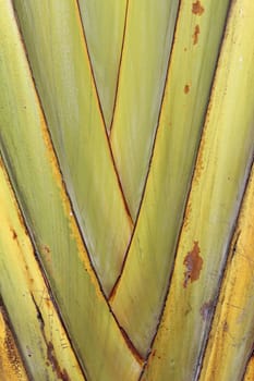 Palm leaves detail in close up of trunk