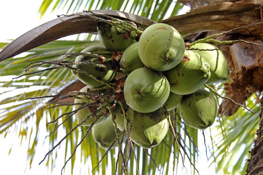 Coconut Tree with fruits over the white sky