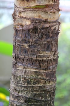 Palm trunk close up with details in brown