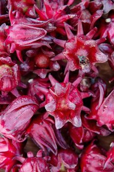 group of fresh roselle flower background.Roselle calyces are harvested fresh to produce pro-health drink.