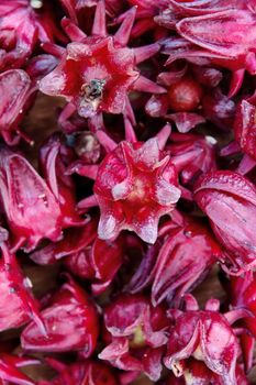 group of fresh roselle flower background.Roselle calyces are harvested fresh to produce pro-health drink.