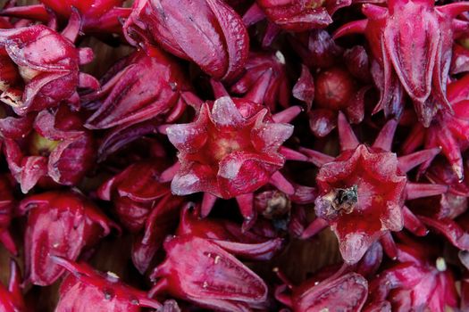 group of fresh roselle flower background.Roselle calyces are harvested fresh to produce pro-health drink.