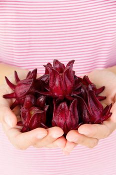 hand holding fresh roselle flower