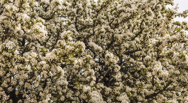 Beautiful late winter almond flowers 