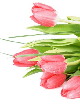 Bunch of Five Spring Magenta Tulips with Green Grass and Water Drops closeup on White background