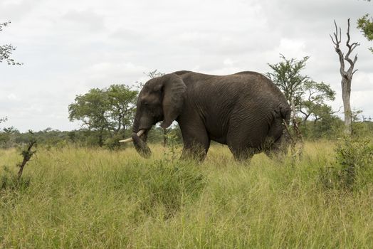 wild animal in kruger national parc south africa