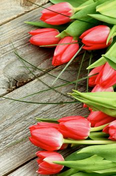 Arrangement of Beautiful Spring Red Tulips with Green Grass isolated on Rustic Wooden background