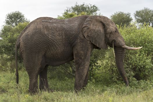 wild animal in kruger national parc south africa