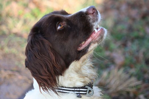 a very cute liver and white working type english springer spaniel pet gundog