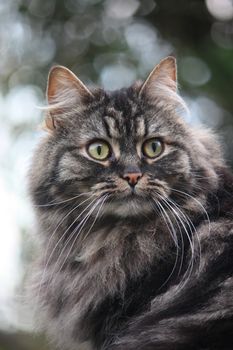 A very cute long haired brown and black tabby pussycat with long whiskers and huge eyes