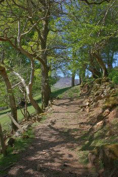 trees lining a woodland path