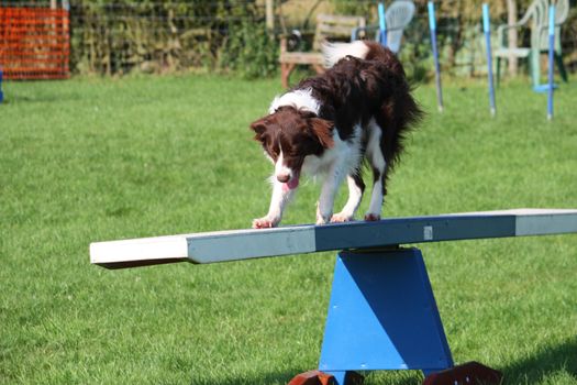 A very cute springer cross collie dog on agility equipment