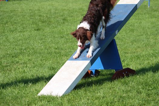 A very cute springer cross collie dog on agility equipment